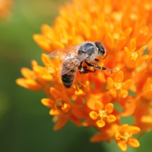 Butterfly Weed