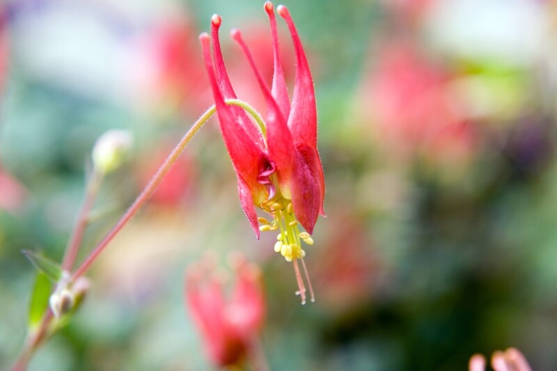 Eastern Columbine Red