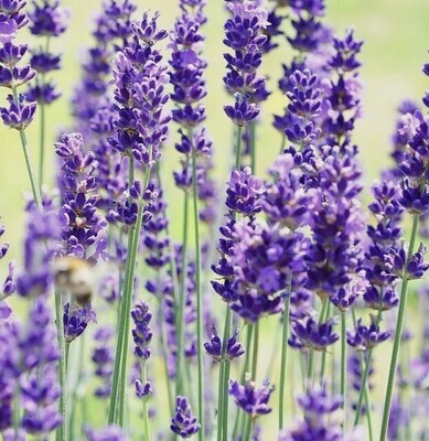 Lavender, "Phenomenal"