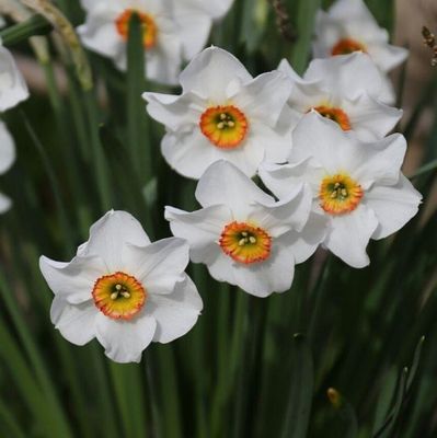 Daffodil ’Actaea’