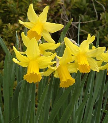 Daffodil ’February Gold’