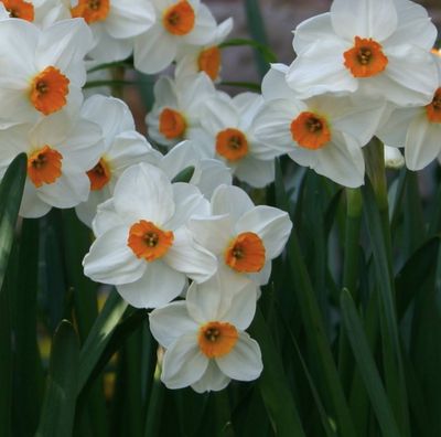 Daffodil ’Geranium’