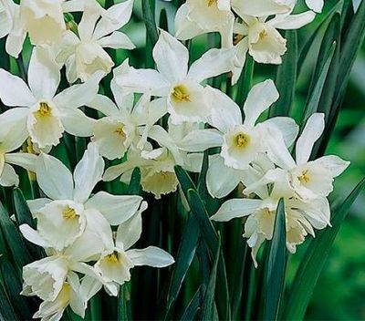 Daffodil ’Thalia’