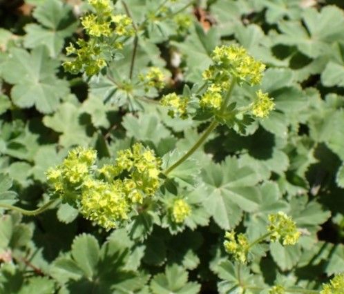 Dwarf Lady&#39;s Mantle