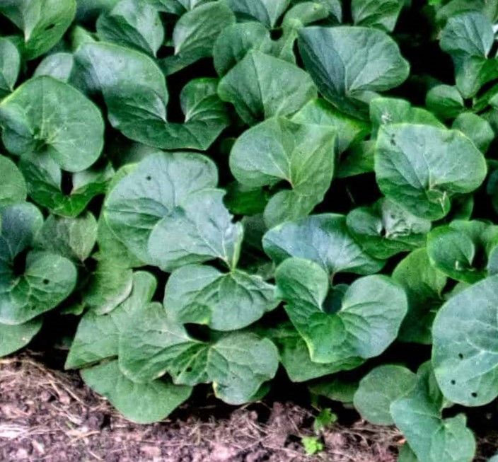 Canadian Wild Ginger