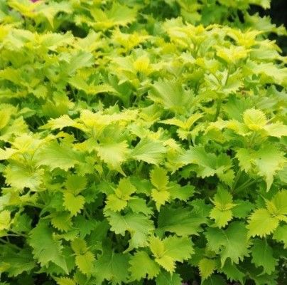 Coleus &#39;Wasabi&#39;