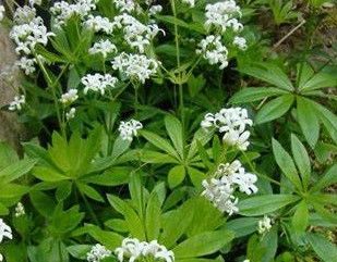 Sweet Woodruff
