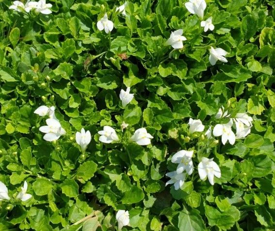 Creeping Mazus