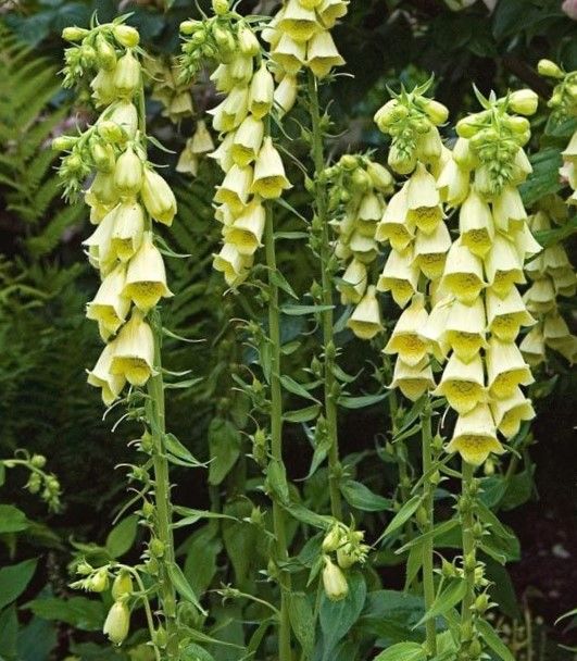 Foxglove, Yellow