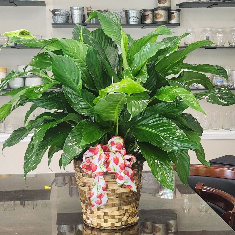 Peace Lily 8 inch