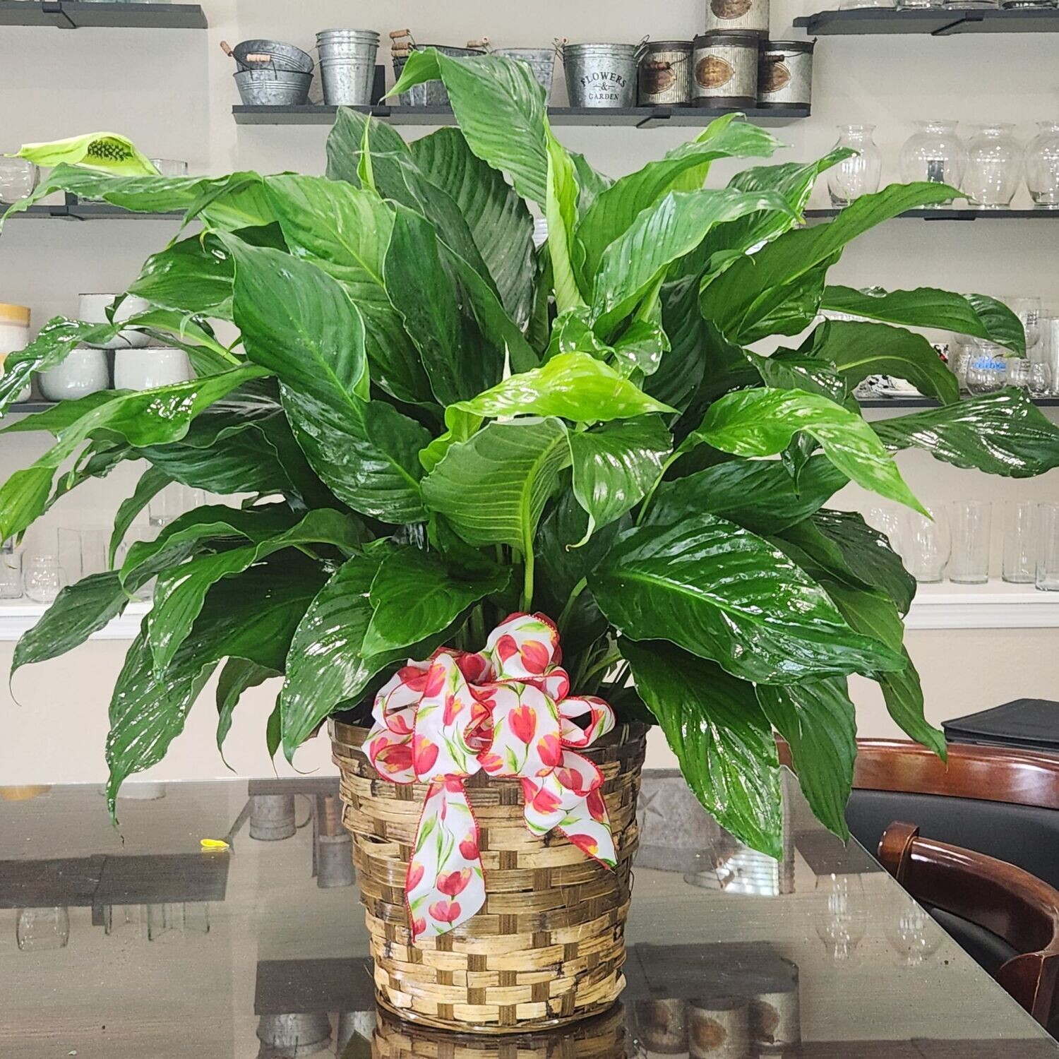 Peace Lily 6 inch
