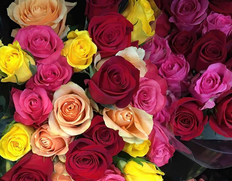 Roses