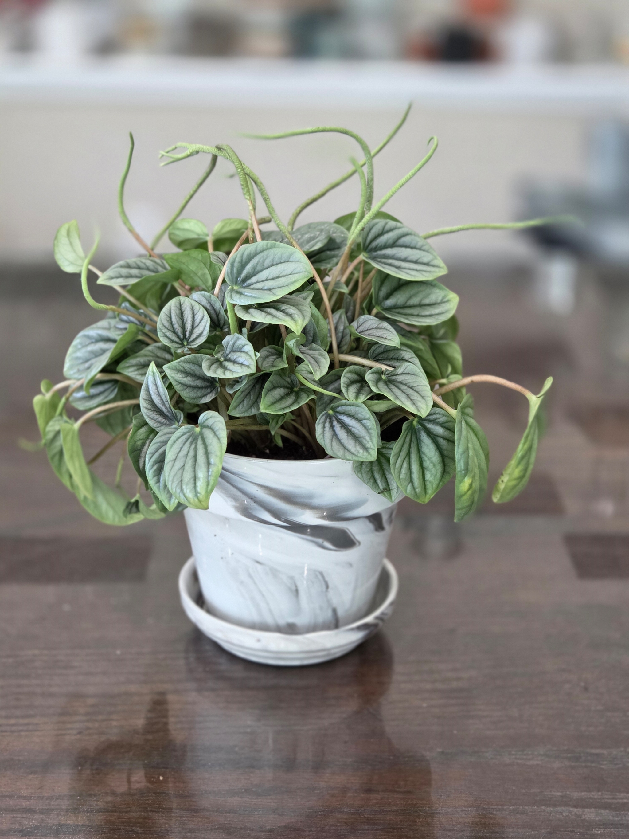 Potted Peperomia plant