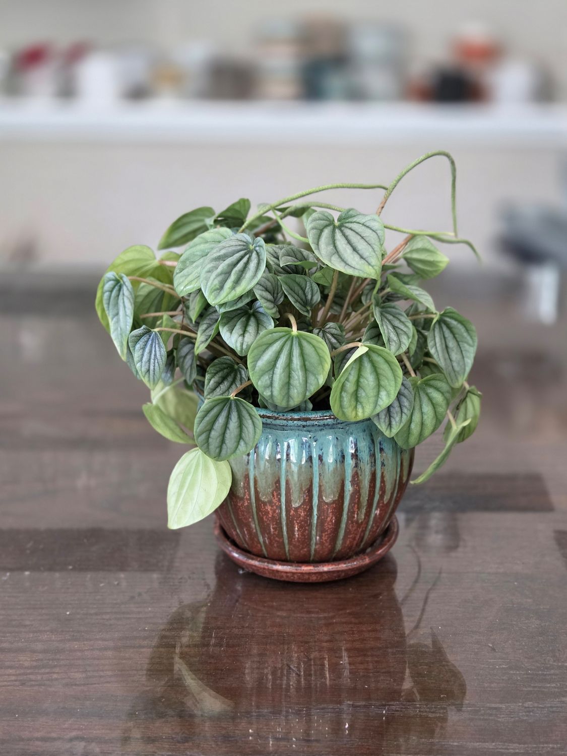 Potted Peperomia plant