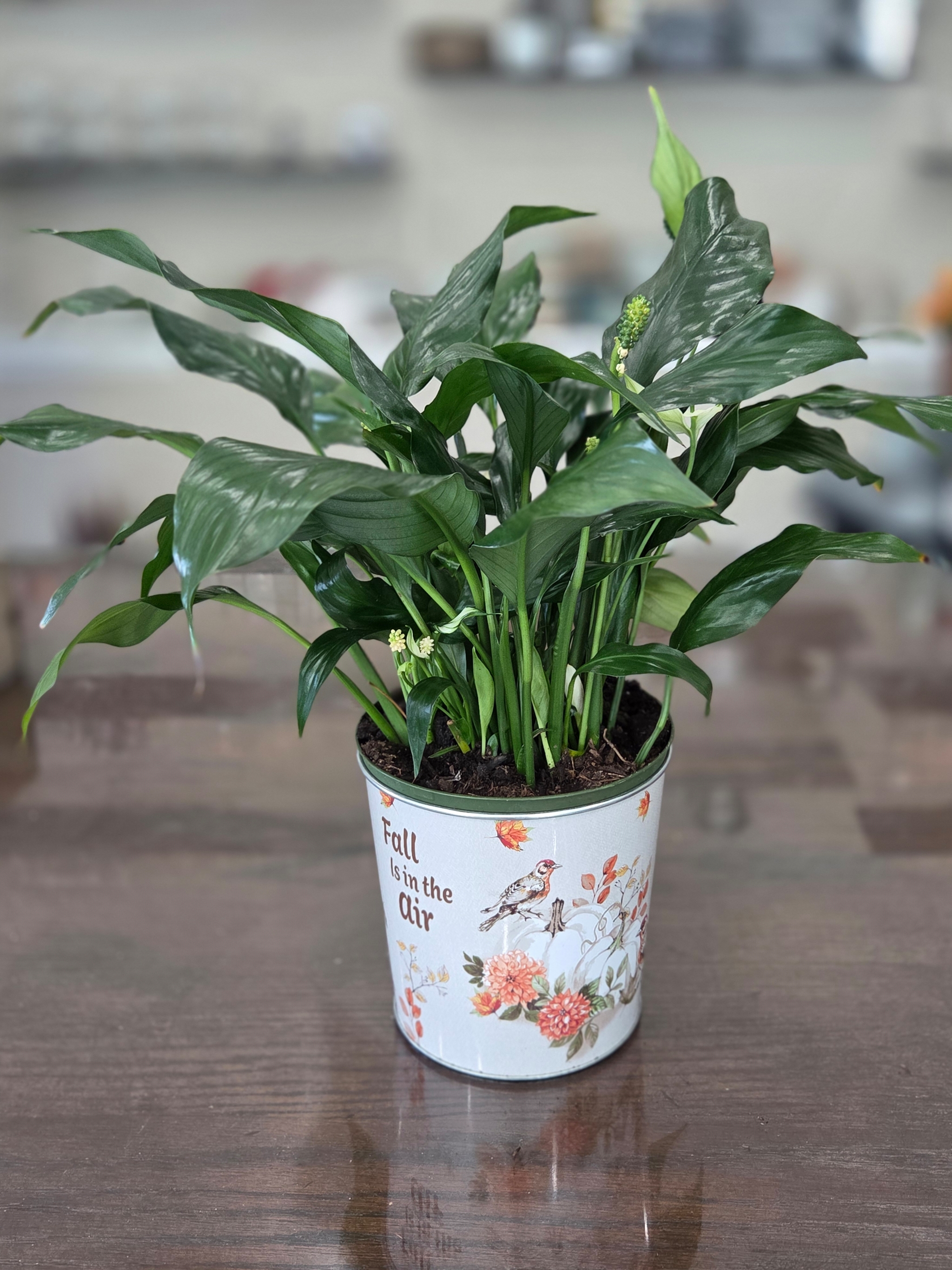 Peace Lily 6 inch
