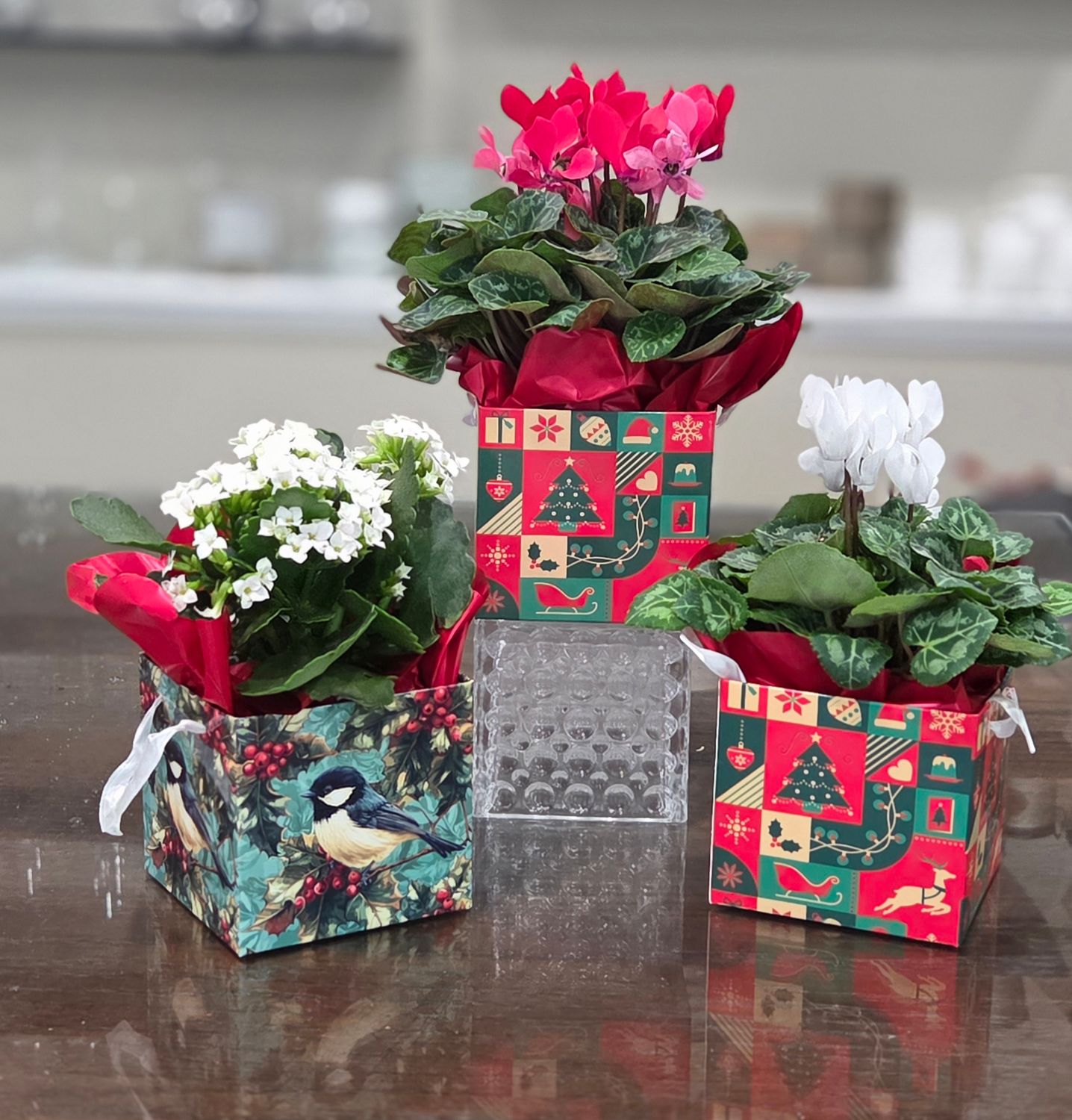 Holiday boxed blooming plant