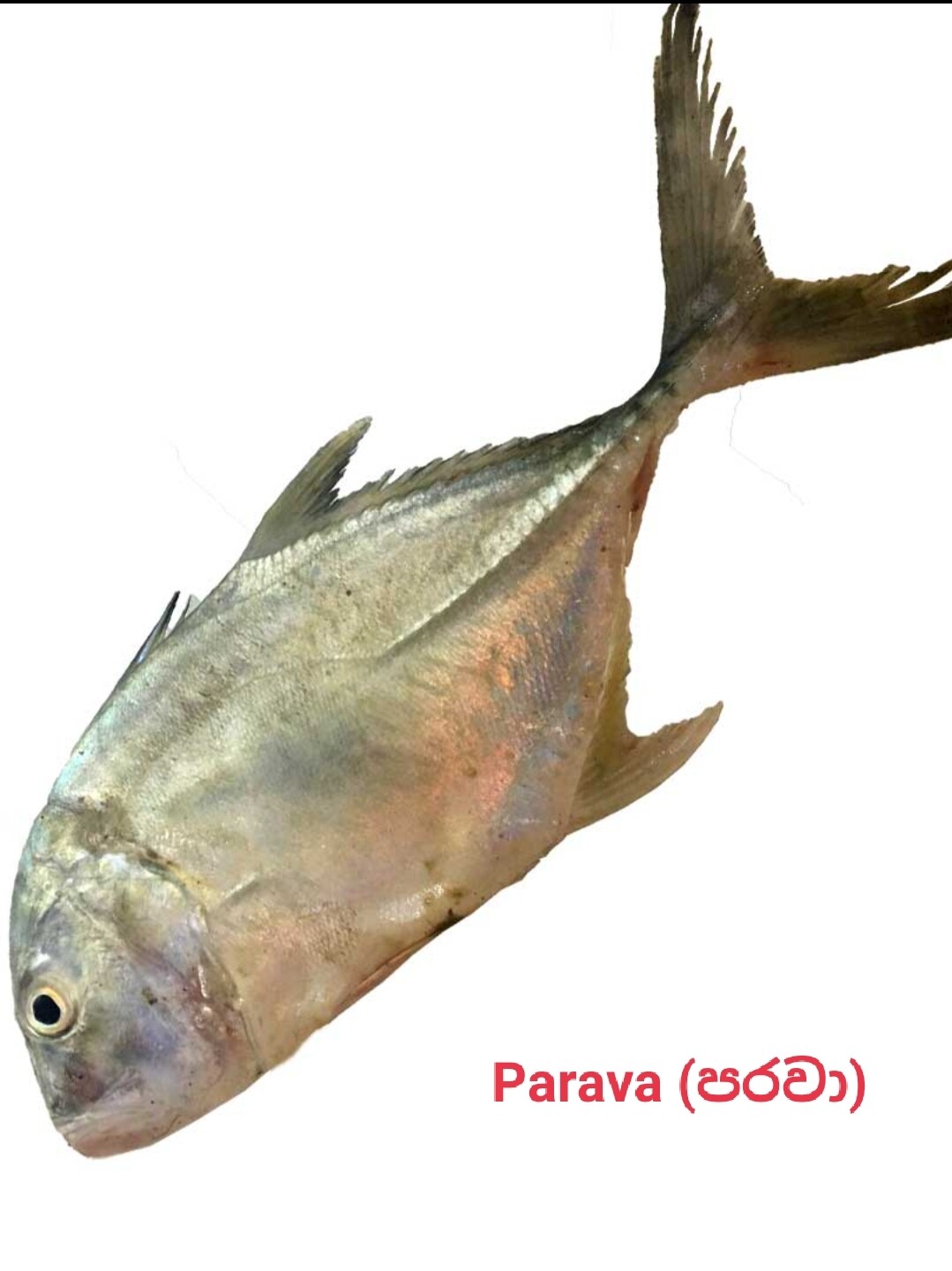 Fish,Meat &amp; Eggs /මස් ,මාළු හා බිත්තර 
