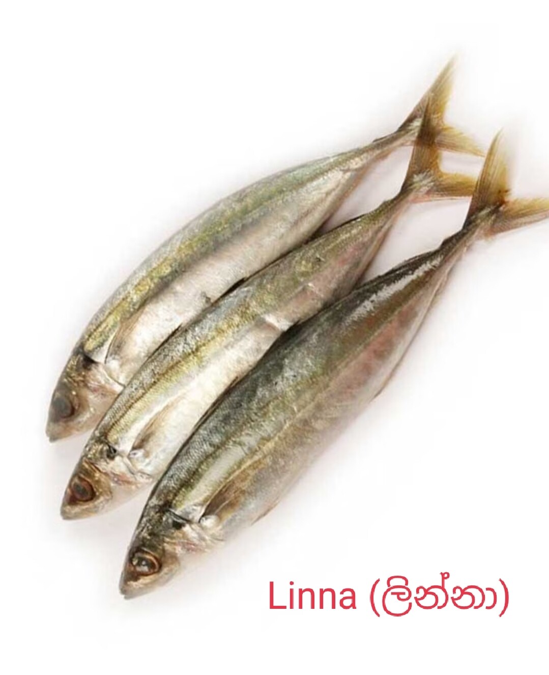 Fish,Meat &amp; Eggs /මස් ,මාළු හා බිත්තර 