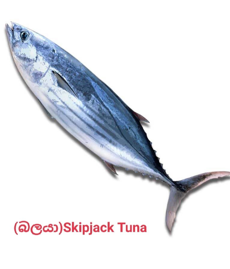 Fish,Meat &amp; Eggs /මස් ,මාළු හා බිත්තර 