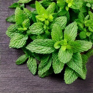 Peppermint Burning Oil