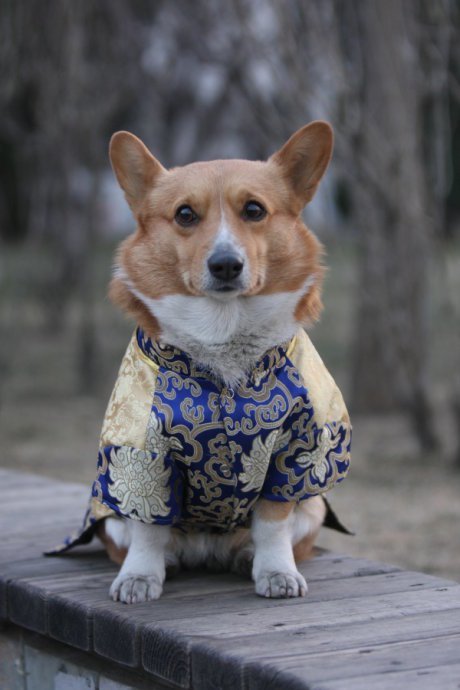 Royal Blue Kua