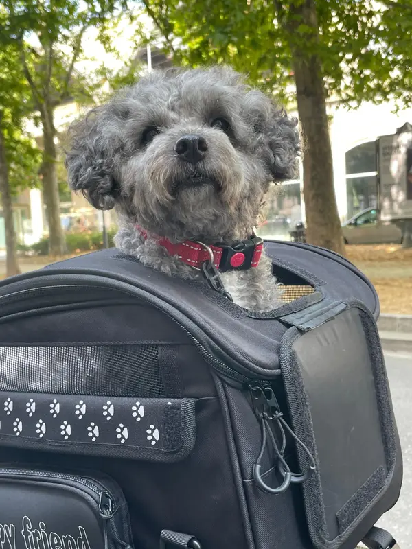 Mochila para mascotas OJ ATMOSFERE METROPOLITANE s.r SEAT BAG PET 30L BLACK