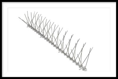 Bird Spikes 5.6 Inch    50 Feet Per B0x