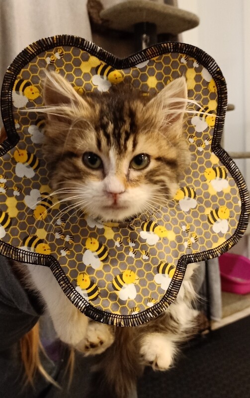 Cones - Small Kitten