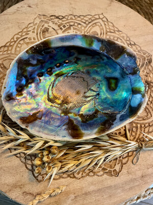 Abalone schelp - Regenboog Abalone (Paua) M