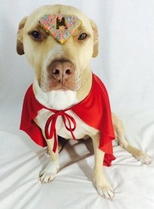 Treats Helping Rescues