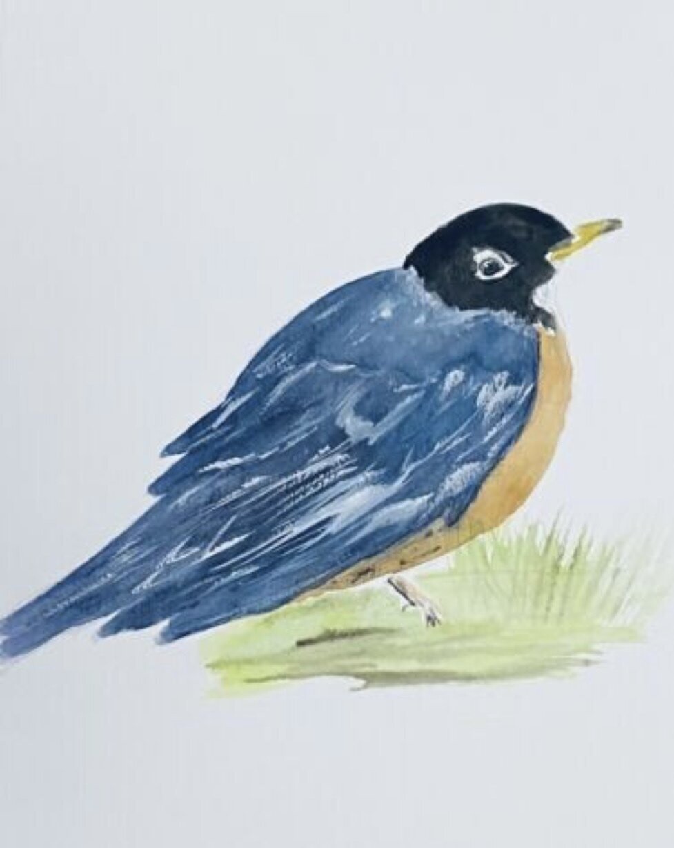 The American Robin by David Coleman