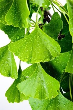 Bilan ou Suivi en NATUROPATHIE env. 1h-1h30
