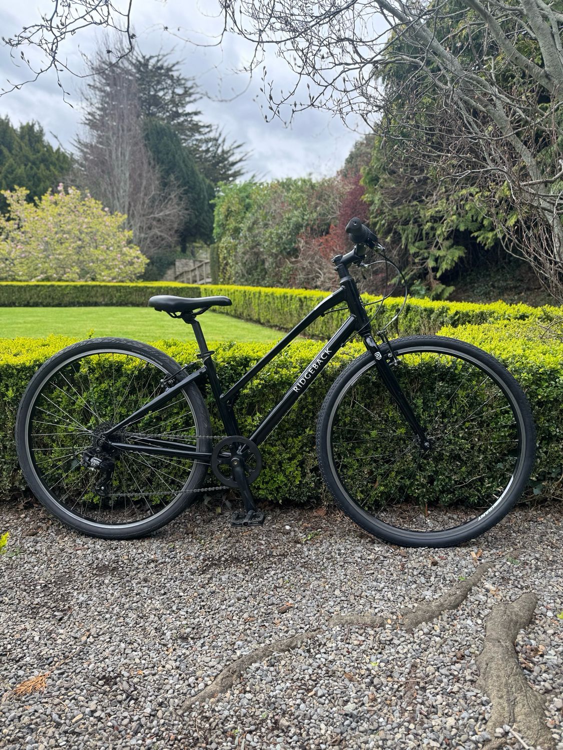 Ridgeback Comet (Small)
