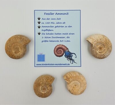 Fossiler Ammonit 3-3,5cm