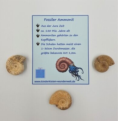 Fossiler Ammonit 2-2,5cm
