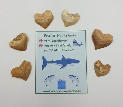 4-10x Fossiler Haifischzahn Mitgebsel Set