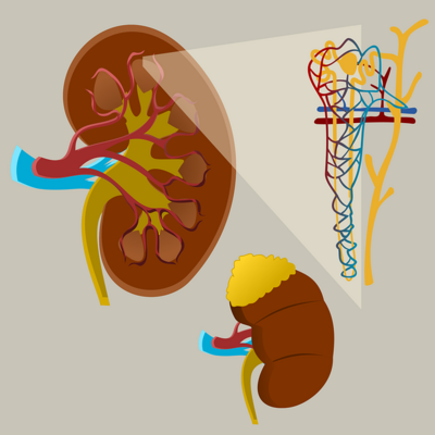 Kidney Health, Renal Function Tests &amp; Electrolytes