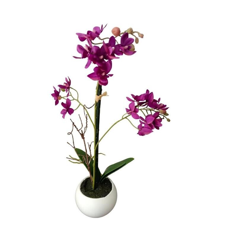 BURGUNDY ORCHID IN POT (36cm)