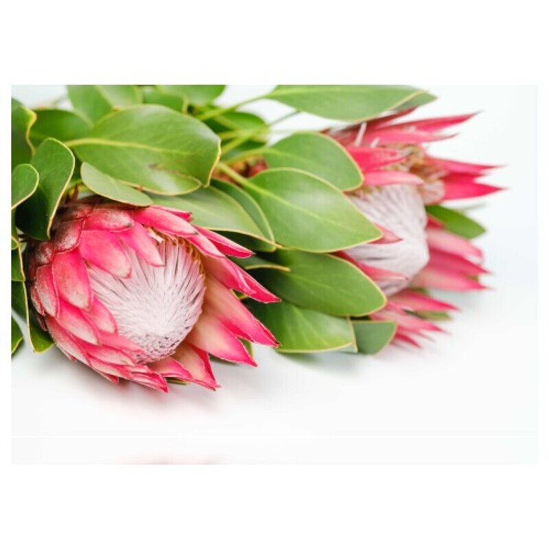 DISPOSABLE PLACEMATS (BRIGHT PROTEAS)