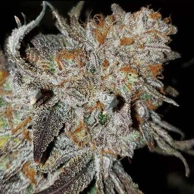 Cannabis