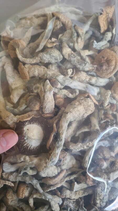 Melmac Penis Envy Psilocybe Cubensis