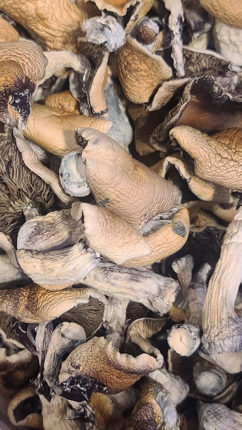 B+ Psilocybe Cubensis