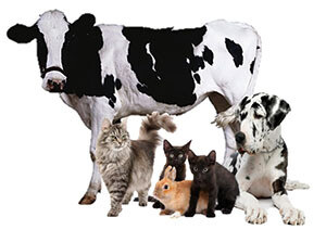 Dogs/Cats/Cows/Goats