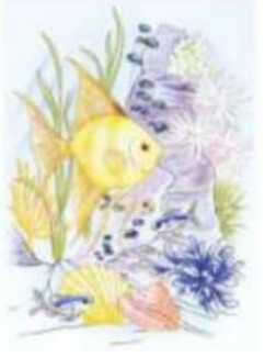 INSERTO PEZ 20X30 CM MRFS I190 MIRAFLORES.