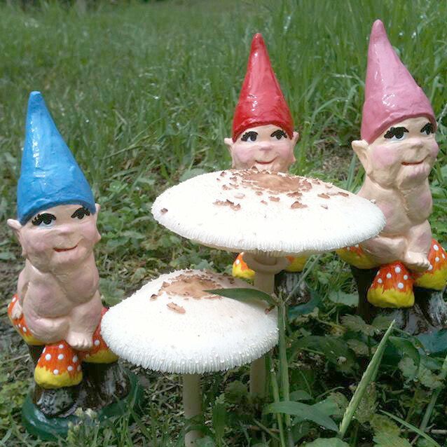 Baby Gnome