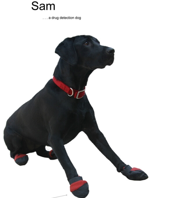 Do Pet Stores Drug Dogs