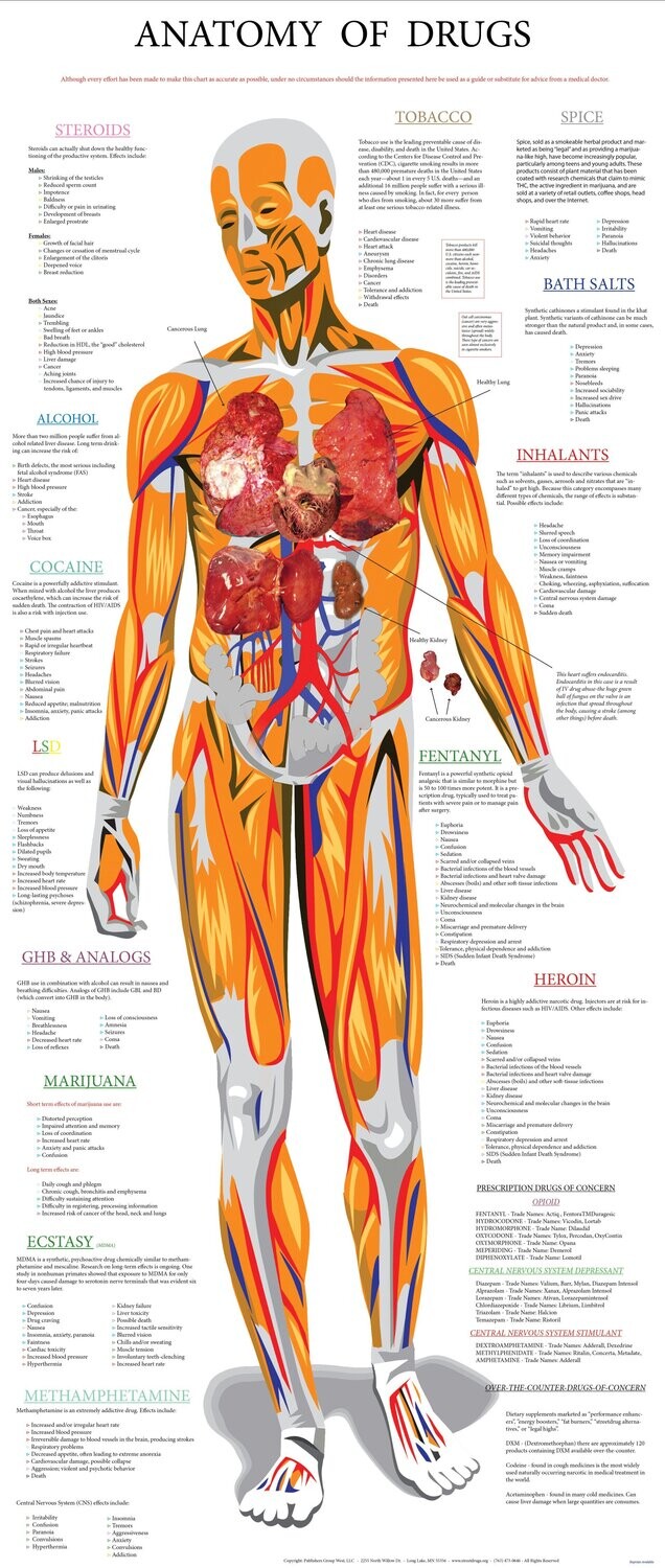 Anatomy Poster (Retractable)