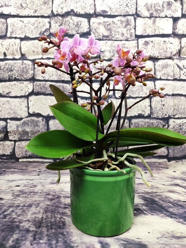 ​Phalaenopsis