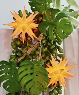 Neuheiten 2026! Sonderedition: Miniaturstern Apricot