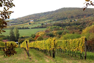 TOKAJ